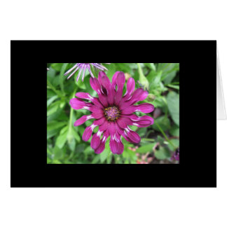 Purple Flower Cards