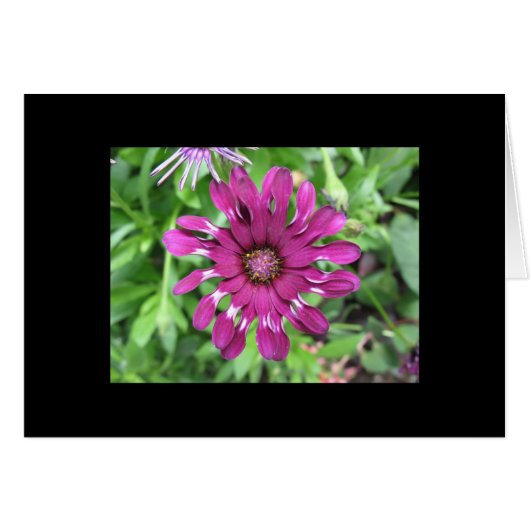 Purple Flower Cards (Front Horizontal)