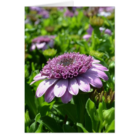 Purple Flower Cards (Front)