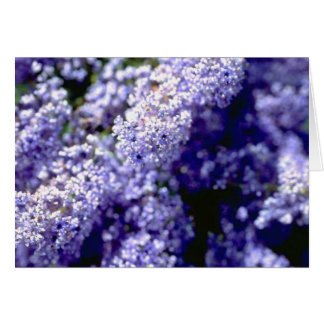 Purple Flower Cards