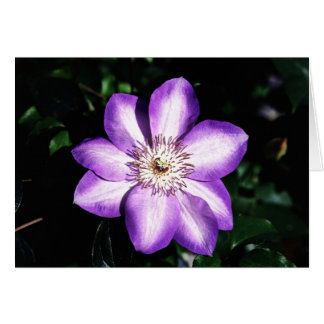 Purple Flower Cards