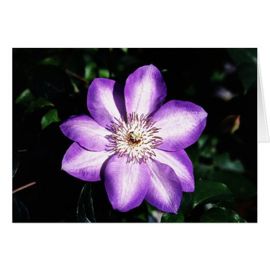Purple Flower Cards (Front Horizontal)