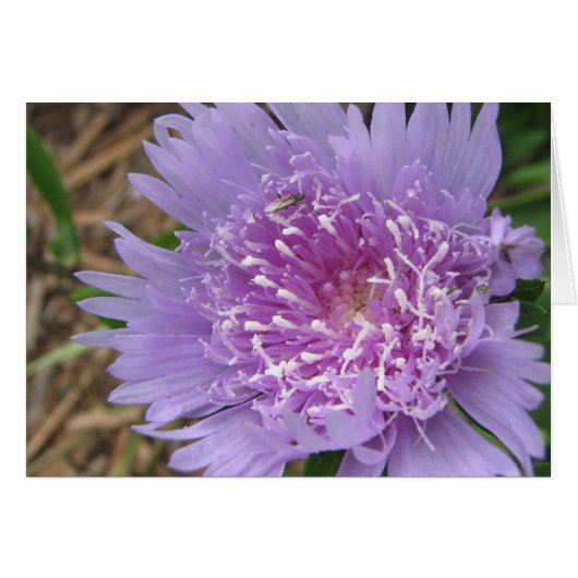 Purple flower cards (Front Horizontal)