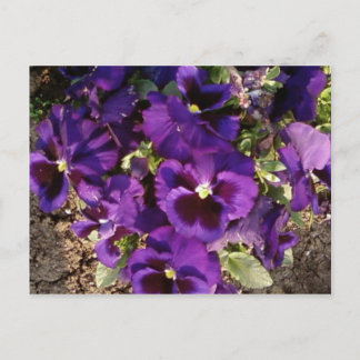 Purple Flower In Park Postcard