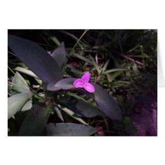 Purple Flower in Shade Cards