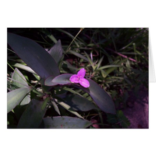 Purple Flower in Shade Cards (Front Horizontal)