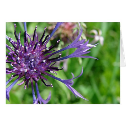 Purple Flower Macro Photo Cards (Front Horizontal)