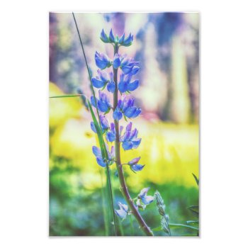 Purple Flower | Photo Print by GaeaPhoto at Zazzle