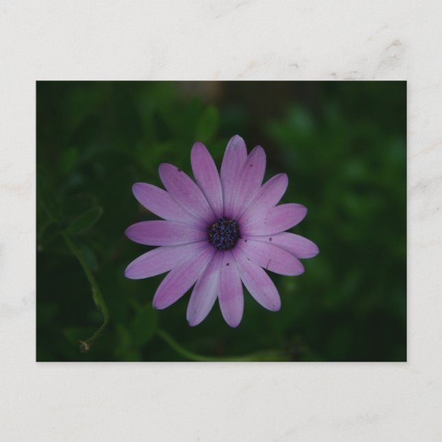 Purple Flower Photography Postcard (Front)