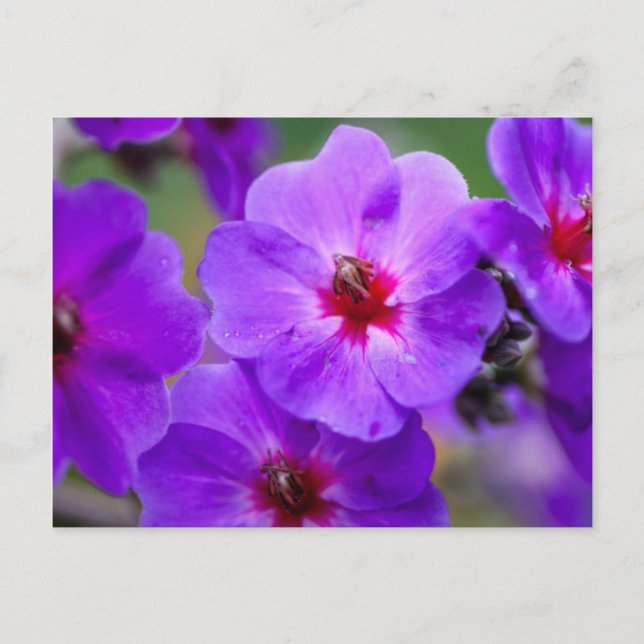 Purple flower postcard (Front)