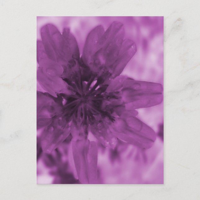 Purple Flower Postcard (Front)