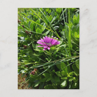 Purple Flower Postcard