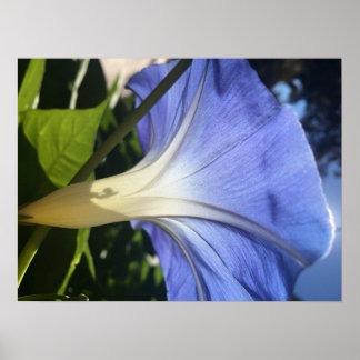 Purple Flower Poster