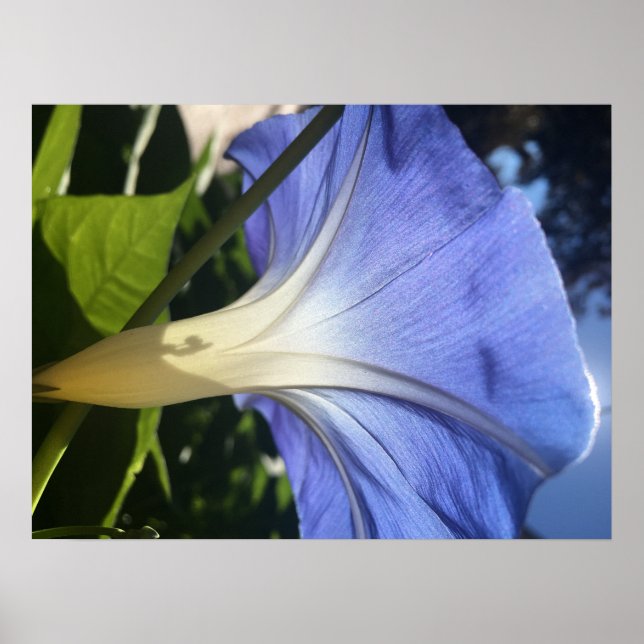 Purple Flower Poster (Front)