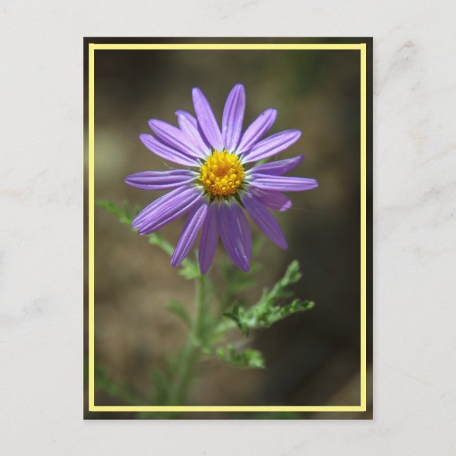 purple flower power postcard (Front)