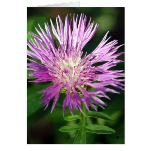 Purple Flower, S Cyr Cards (Front)