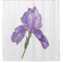 Purple Flower, Single Bearded Iris