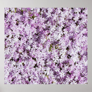 Purple flower, summer freshness backdrop. poster