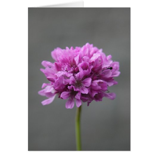 purple flower with ant cards (Front)