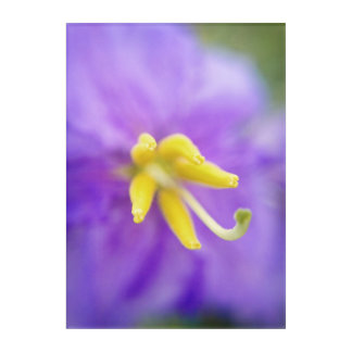 Purple Flower with Yellow Center Acrylic Print