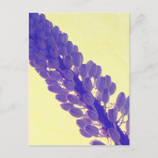 purple-flower-yellow postcard (Front)