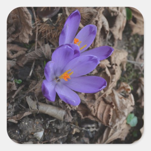 Purple flowering Woodland Crocus Square Sticker