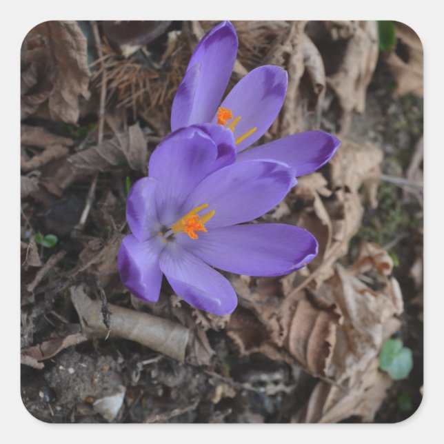 Purple flowering Woodland Crocus Square Sticker (Front)