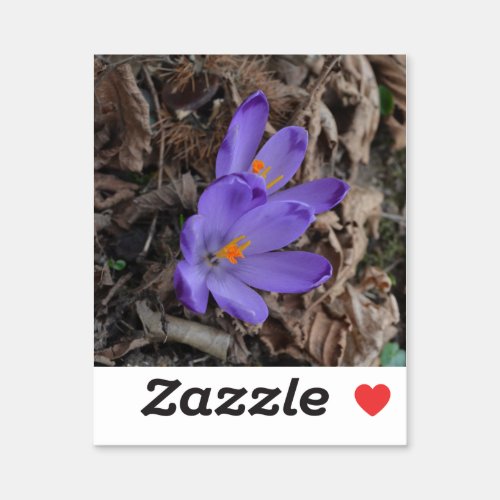 Purple flowering Woodland Crocus   Sticker