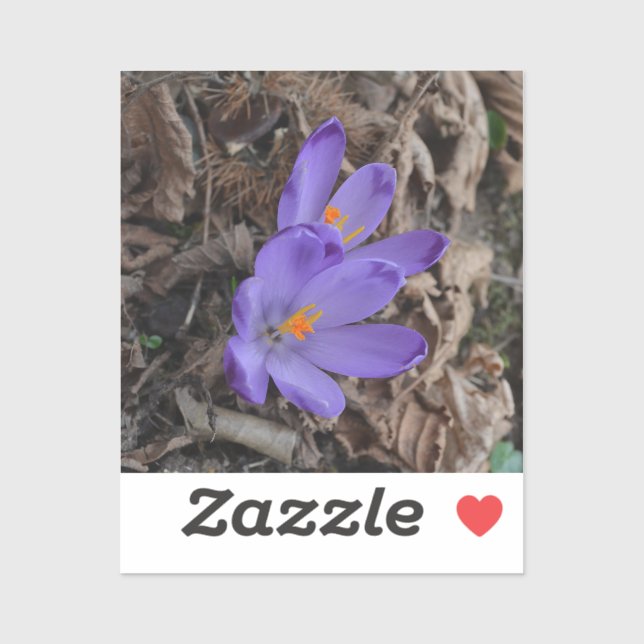 Purple flowering Woodland Crocus   Sticker (Sheet)