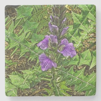 PURPLE FLOWERS AMID INTERESTING GREEN LEAVES STONE COASTER