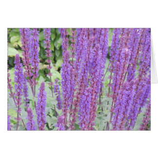 Purple flowers, Bruges, Belgium Cards