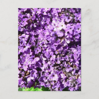 Purple Flowers Bush Postcard