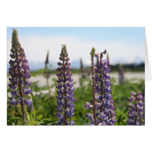 purple flowers cards (Front Horizontal)