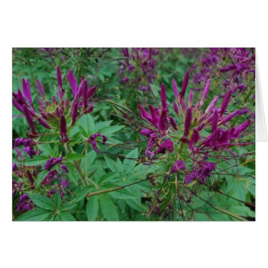 Purple Flowers Cards (Front Horizontal)