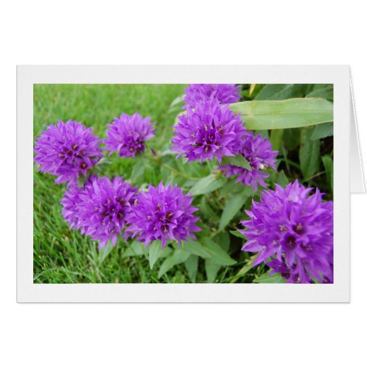 purple flowers cards (Front Horizontal)