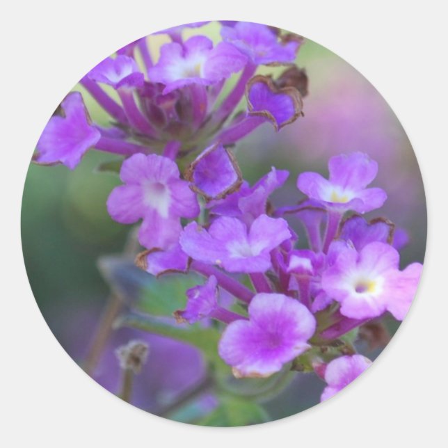 Purple Flowers Classic Round Sticker (Front)