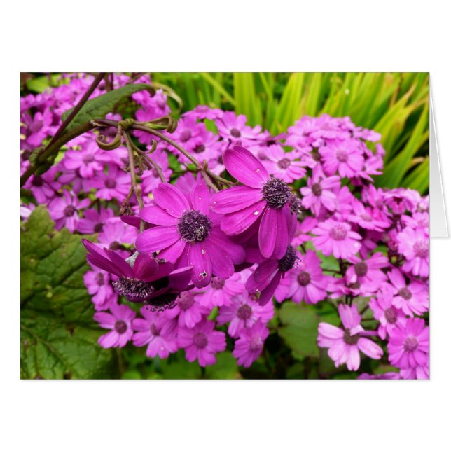 Purple Flowers from San Francisco Card (Front Horizontal)