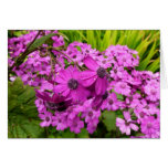 Purple Flowers from San Francisco Cards