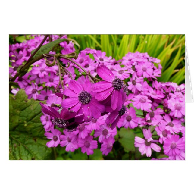 Purple Flowers from San Francisco Cards (Front Horizontal)
