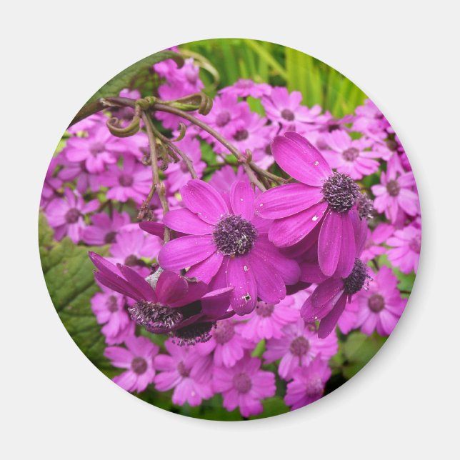 Purple Flowers from San Francisco Magnet (Front)
