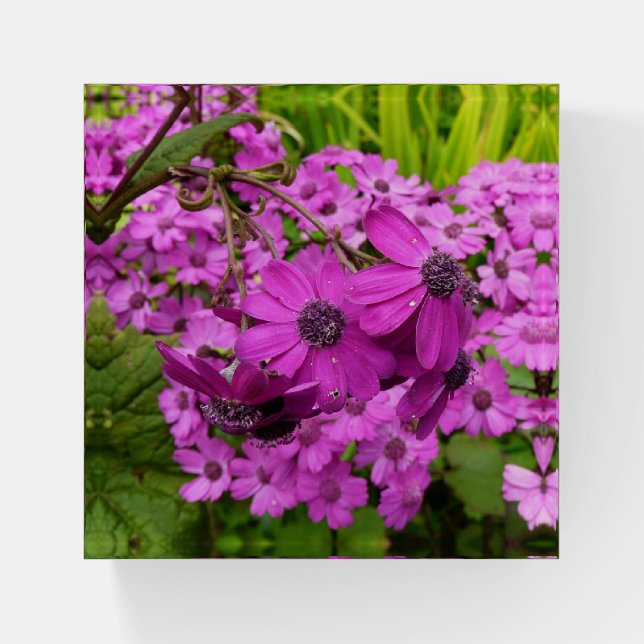 Purple Flowers from San Francisco Paperweight (Front)