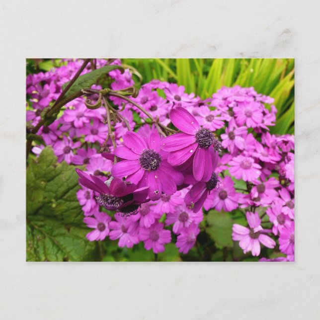 Purple Flowers from San Francisco Postcard (Front)