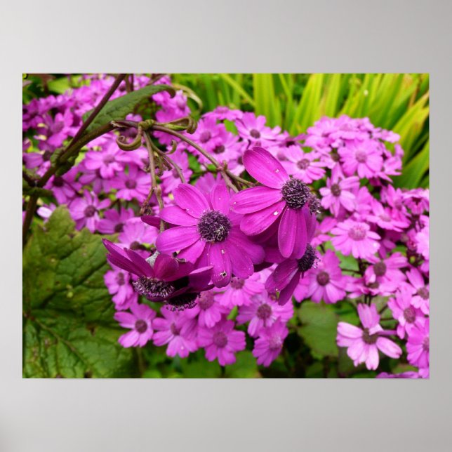 Purple Flowers from San Francisco Poster (Front)