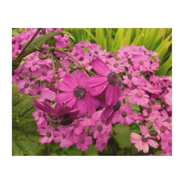 Purple Flowers from San Francisco Wood Wall Art (Front)