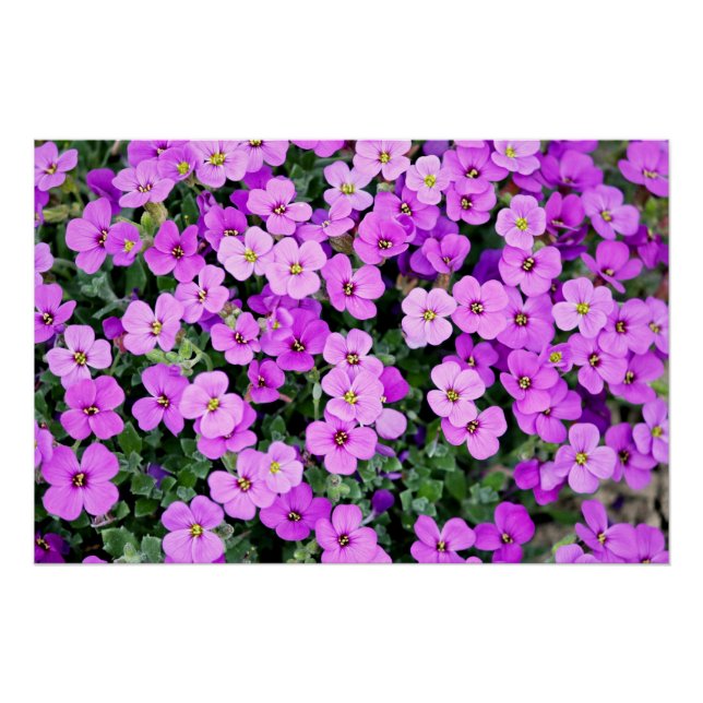 Purple Flowers Garden-22195 Poster (Front)