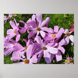 purple flowers in the sun poster