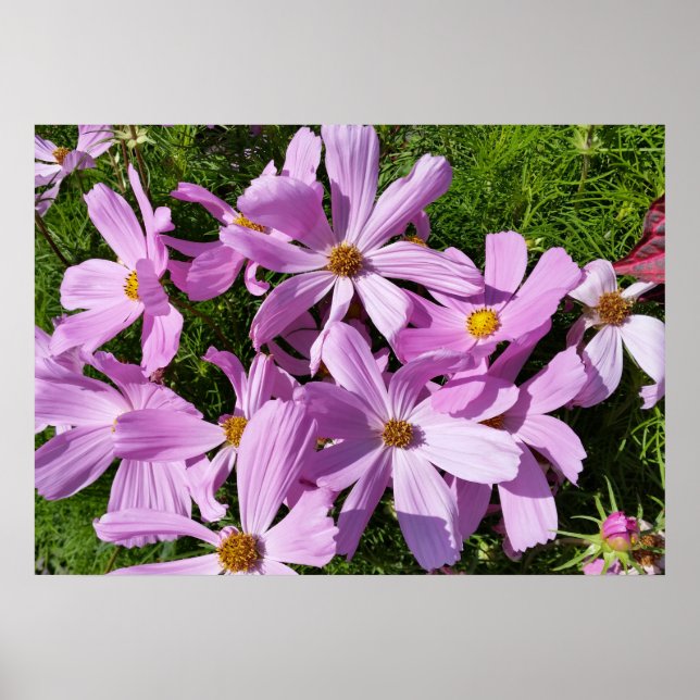 purple flowers in the sun poster (Front)