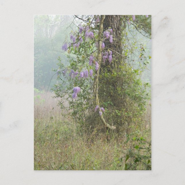 Purple flowers in woodland postcard (Front)