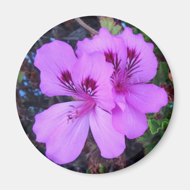 Purple Flowers Kitchen Magnet (Front)