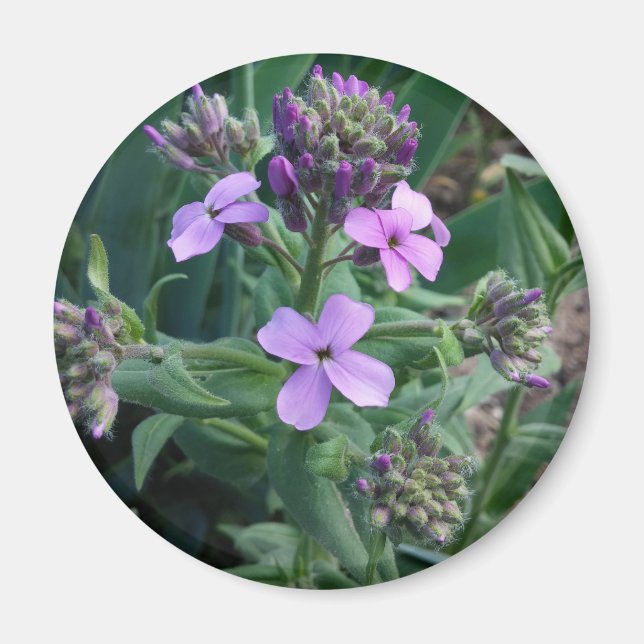 Purple Flowers Magnet (Front)